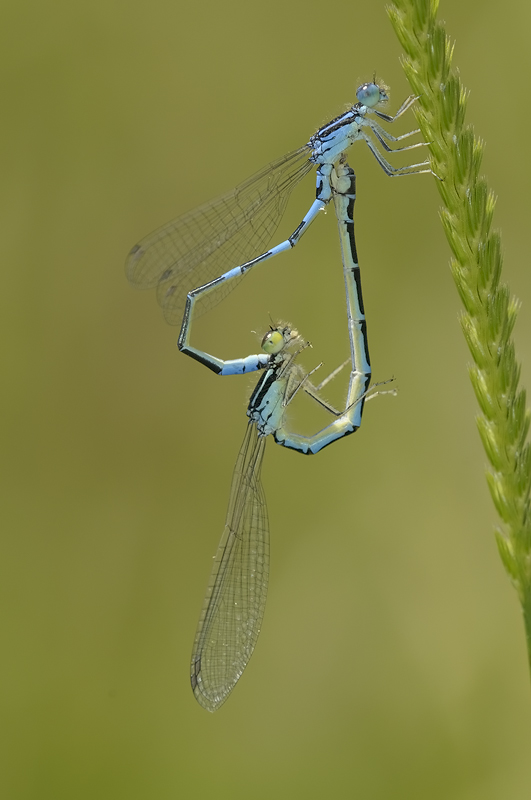 Altre Coenagrion da controllare...